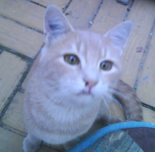 Rosso, jeune chat beige & roux, né vers le 2.04.08 Dsc00213