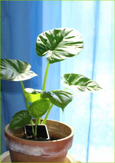 Alocasia !!! - Page 2 01042016