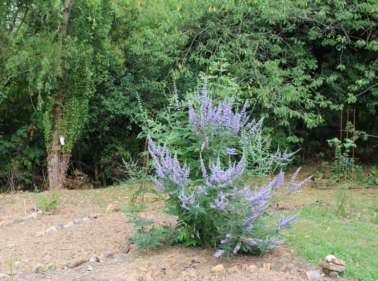 Vitex Agnus Cactus !!! - Page 3 02082011