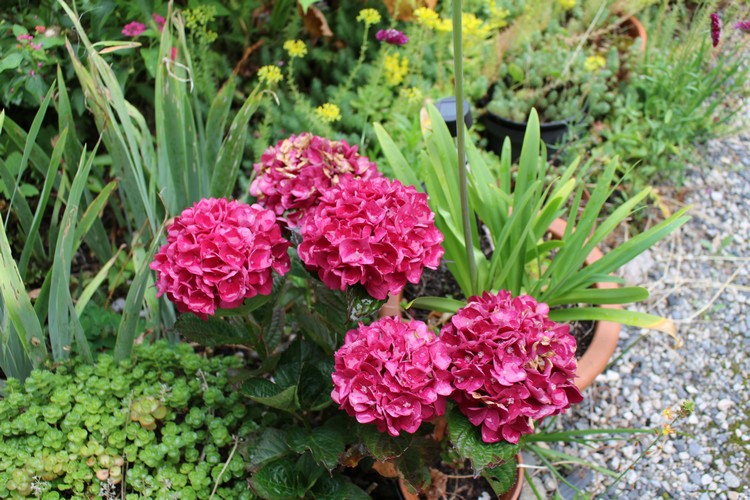 Hydrangea !!! - Page 9 03072024