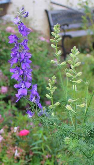 Delphinium !!! 06062018