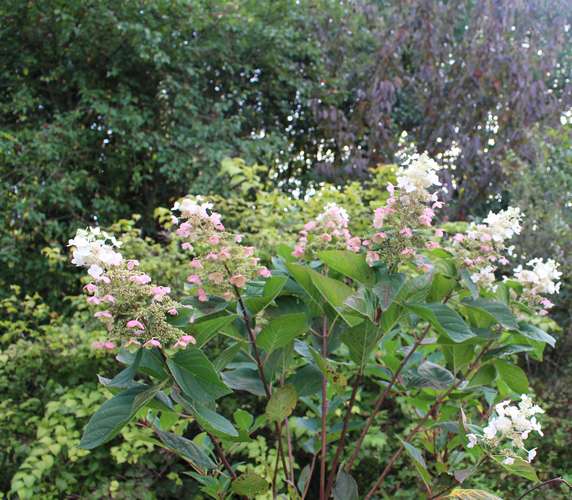 Hydrangea !!! - Page 6 06102018