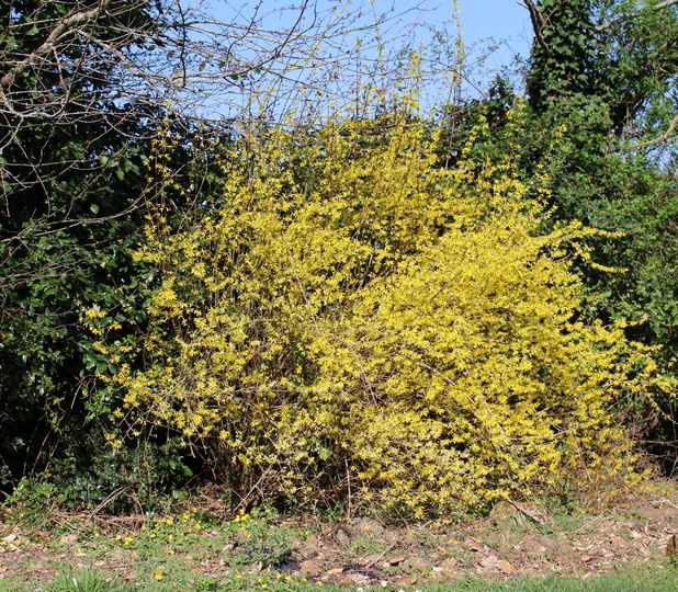 Forsythia ! 07032012