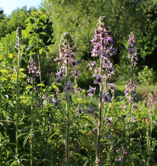 Delphinium !!! 08062012