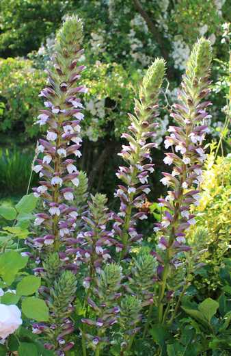 Acanthus mollis !!! - Page 2 08062013