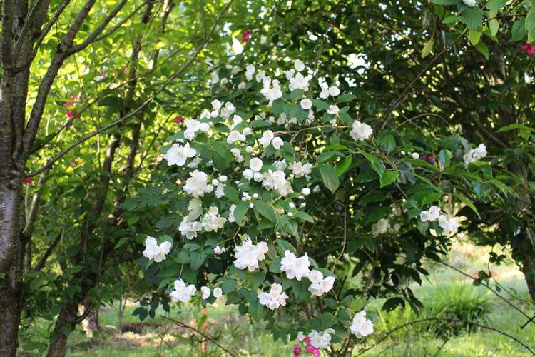 Philadelphus !!! - Page 3 08062019