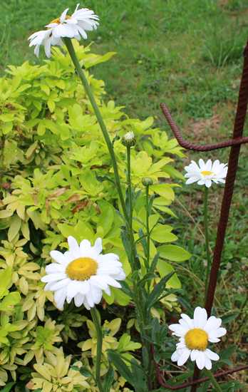 Leucanthemum maxima !!! - Page 2 08072018
