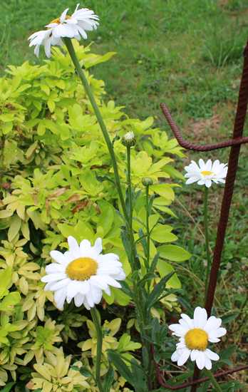 Leucanthemum maxima !!!  - Page 2 08072018