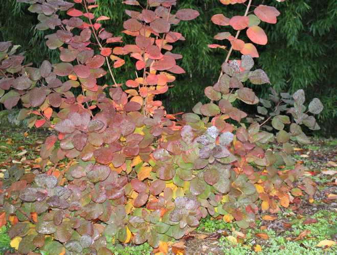 Cotinus coggygria !!! - Page 2 08112015
