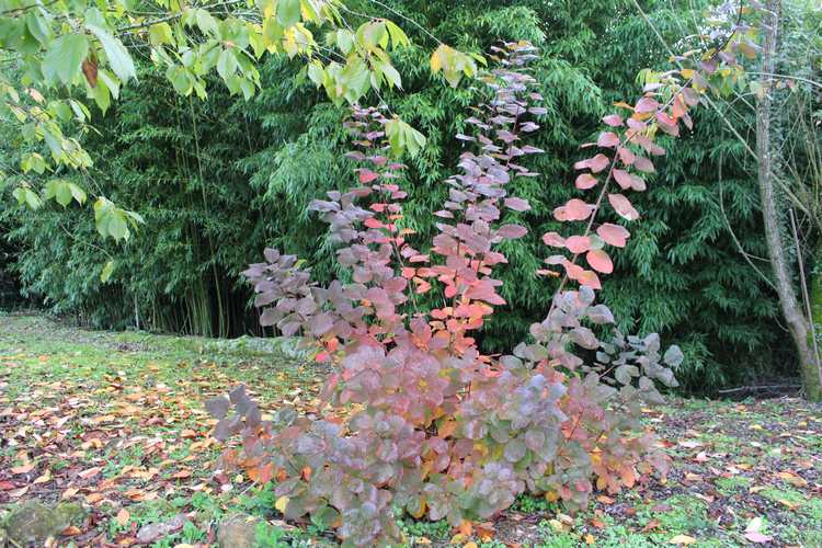 Cotinus coggygria !!! - Page 3 08112019