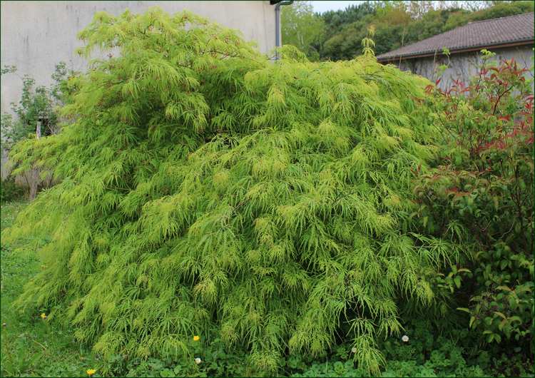 Acer palmatum 'Dissectum' !!! - Page 3 12042014