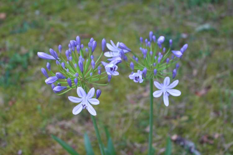 Agapanthus - Page 4 12072014