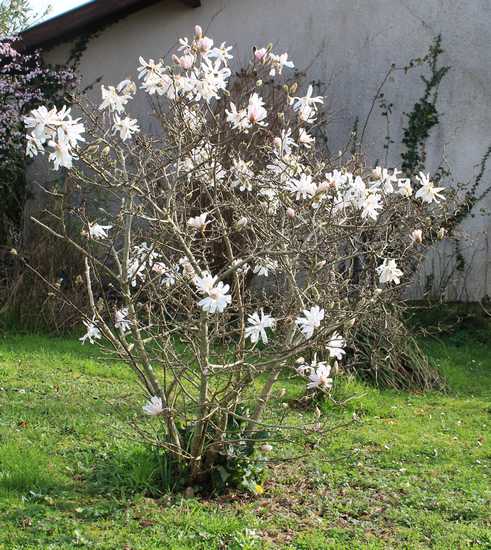 Magnolia stellata !!! 14022014