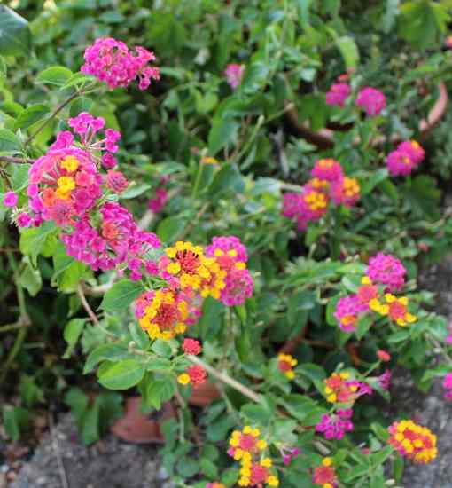 Lantana !!! - Page 2 16072011