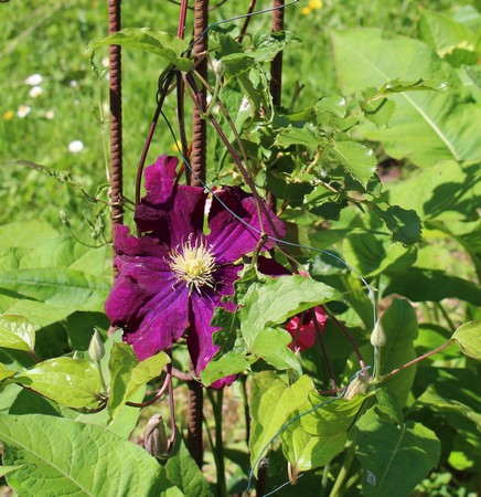 Clematis -2020- 19052035