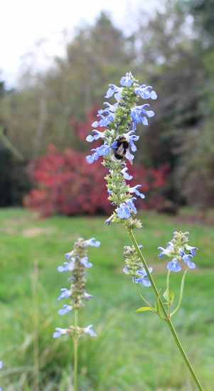 Salvia uliginosa !!! 19102018