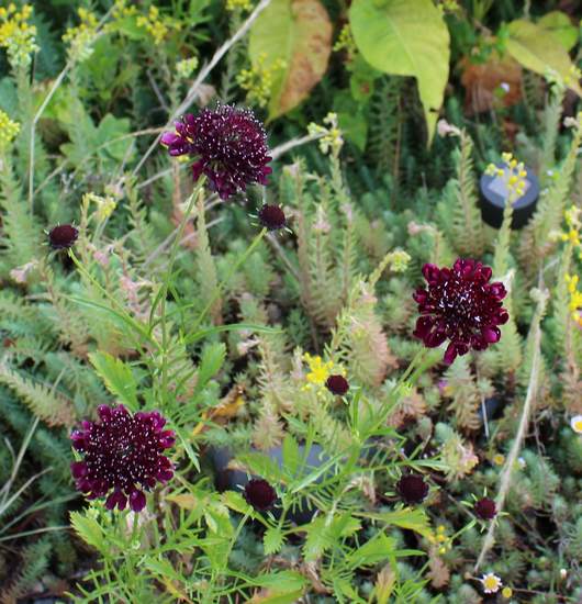 Scabiosa !!! 21062037