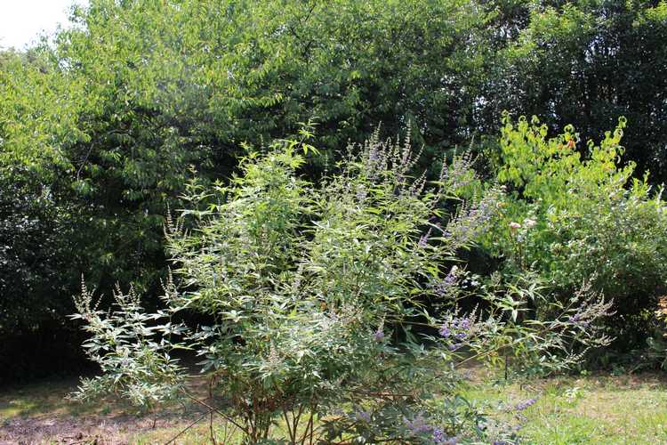 Vitex Agnus Cactus !!! - Page 2 22072010