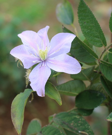 Clematis -2020- - Page 3 22102016