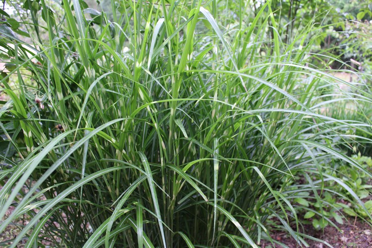 Miscanthus sinensis 'Zebrinus' !!! - Page 2 23052013