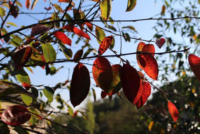 Couleurs d'automne ! 23102021