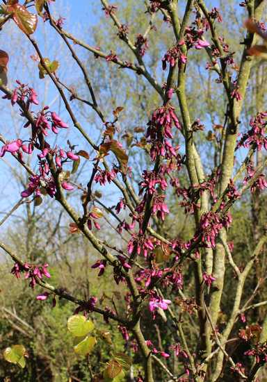 arbre de Judée........... Cercis siliquastrum - Page 3 24032010