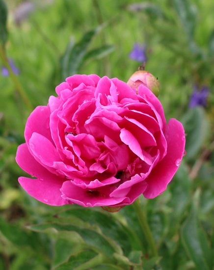 Le réveil des pivoines ......... - Page 6 26052010