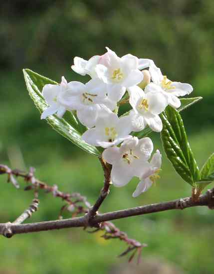 Viburnum burkwoodii  !!! 28022023