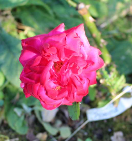 Rosa ' Poema' ! 28052029