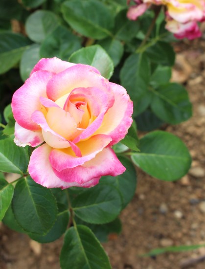 rosa pullman orient express - Page 2 29082014