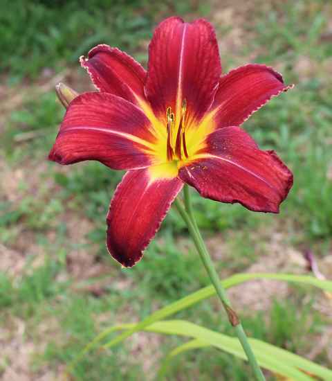 Hemerocallis - 2019 !!! - Page 2 30062013