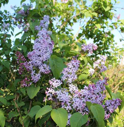 Syringa vulgaris ! 31032014