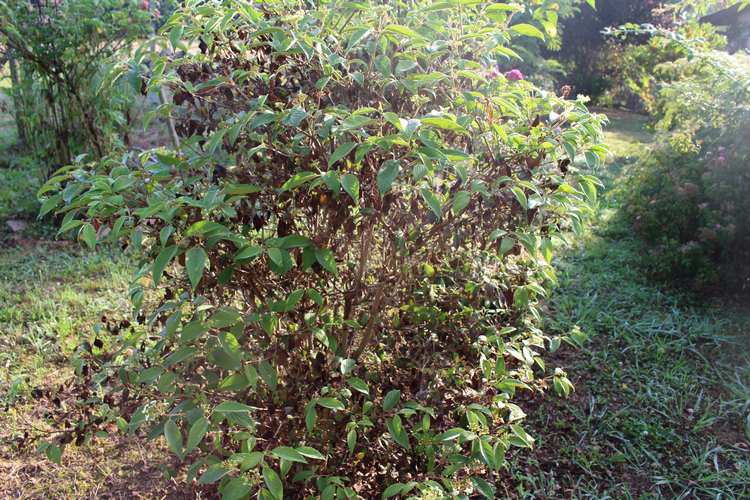 Viburnum plicatum 'Watanabe' !!! - Page 5 31072015