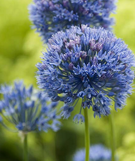 Allium azureum ! Al_bmp10