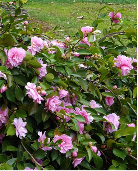 Camellia 'Waterfall Pink' Cam2_b11