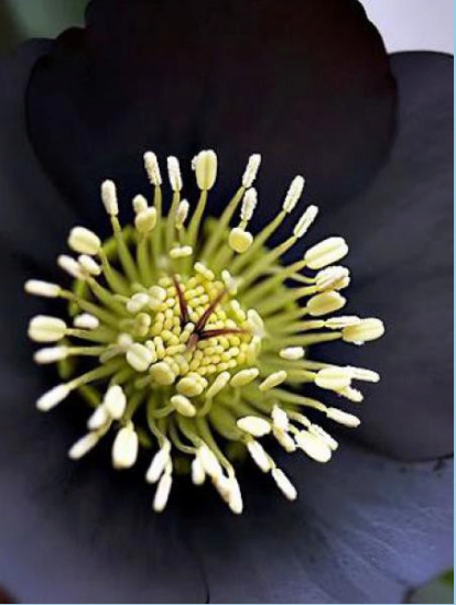 Helleborus orientalis 'Black' H2_bmp10