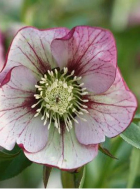 Helleborus 'Picotee' H5_bmp10