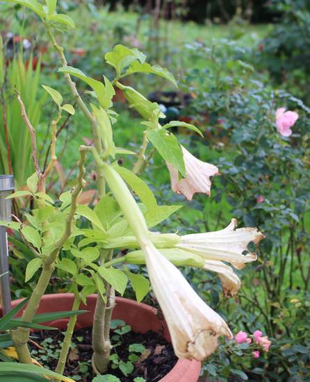 Brugmansia !!! - Page 2 Img_0024