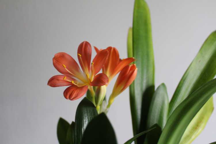 clivia - Page 7 Img_0311