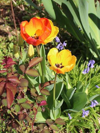 Tulipes. - Page 9 Img_0622