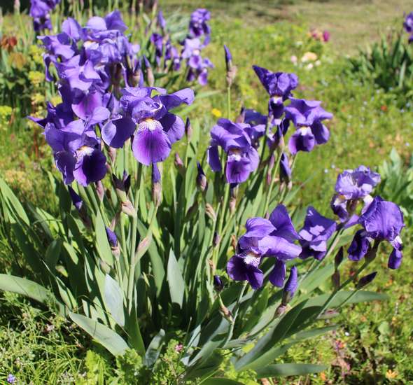 2020 - Iris ! - Page 18 Img_0628