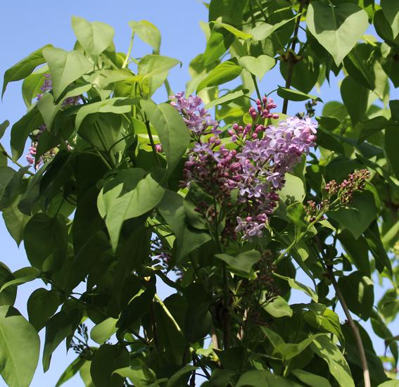 Syringa vulgaris ! - Page 2 Img_0710