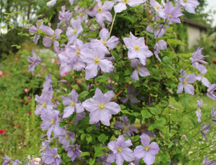 Clematis 2023 - Page 3 Img_1318