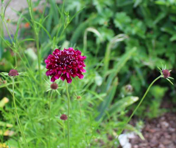 Scabiosa !!! - Page 2 Img_1437