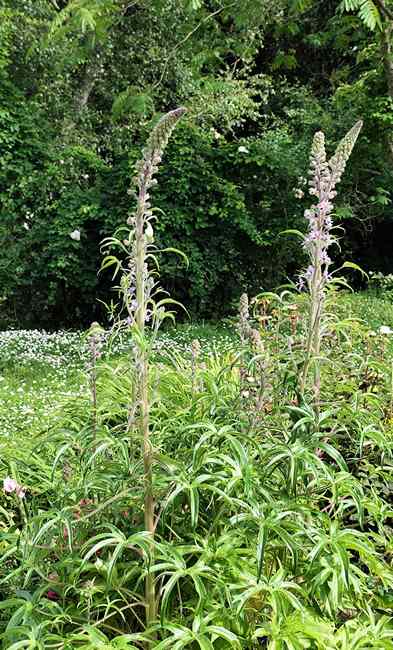 Delphinium !!! - Page 2 Img_2083