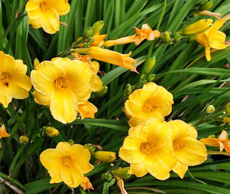 Hemerocallis - 2019 !!! - Page 3 Img_2170