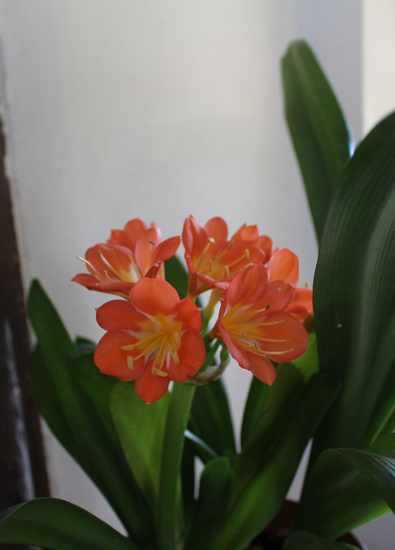 clivia - Page 8 Img_2210