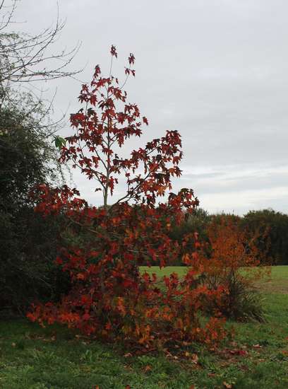 Quelques couleurs d'automne !!! Img_2320