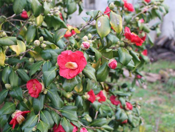 Camellia !!! - Page 3 Img_2431
