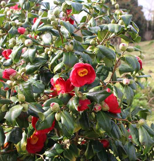 Camellia !!! - Page 2 Img_3228